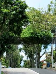 Jalan Kakatua (D21), Detached #458278541